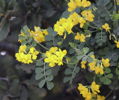Coronilla Valentina Plant Biodiversity Of South Western Morocco