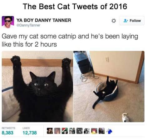 Catsbeaversandducks Best Cat Tweets Of Porn Photo Pics