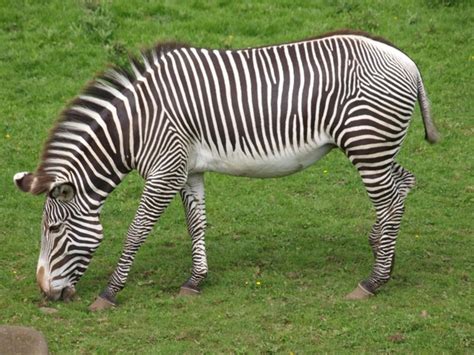 Zebra Zoo Black And White Striped 224417 Photos Free Download