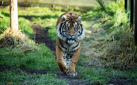 Male Tiger Mauls Intended Mate To Death At London Zoo
