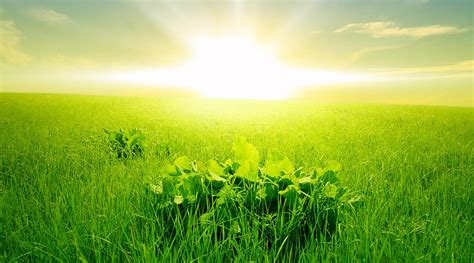 Green Wallpaper Hd Morning Green Grass Rising Sun