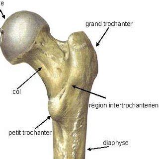 Des douleurs vives et l'impossibilité de lever la jambe indiquent une fracture du col du fémur. Os cortical et os trabéculaire. L'os cortical représente ...