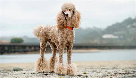 Different Types Of Poodle Dog Breed Information Pictures