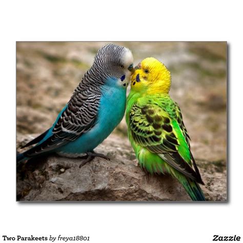 Two Parakeets Postcard Animals Kissing Budgies Bird Pet Birds
