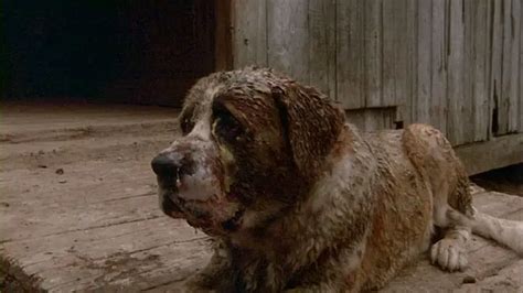 Jump Scares In Cujo 1983 Wheres The Jump