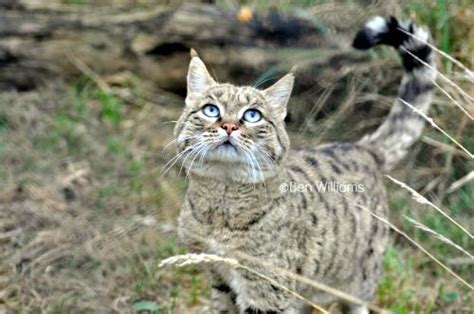 Asiatic Wildcat Fs Ornata Isec Canada