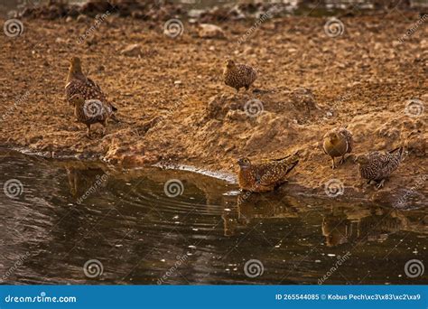 Namaqua Sandgrouse At The Water 5303 Stock Image Image Of Environment