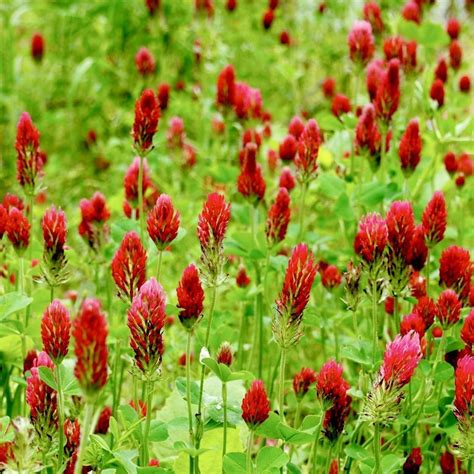 Cover Crop Crimson Clover Sow True Seed