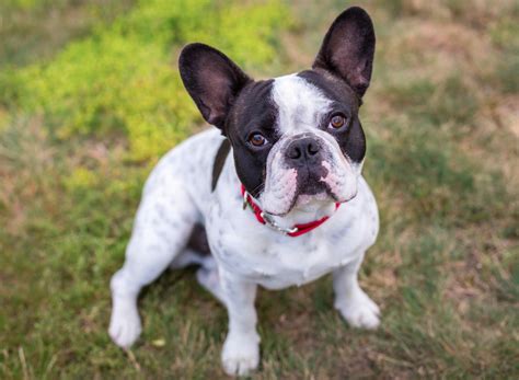 45 Are French Bulldog Aggressive Picture Bleumoonproductions