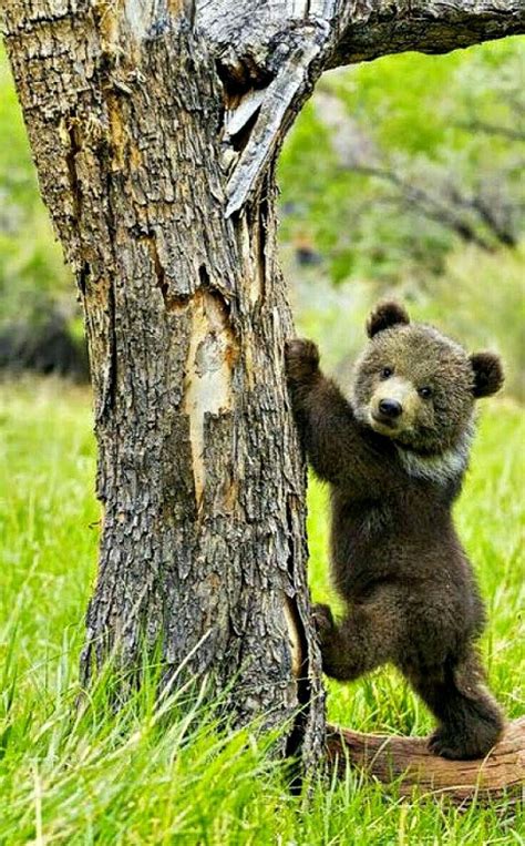 The 25 Best Grizzly Bear Cub Ideas On Pinterest Baby Bears Baby