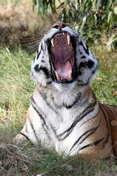 Tiger Teeth Stock Photo Image Of Feline Carnivore Sitting 18790572