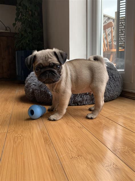 9 Week Old Benji 🙃 First Pug And First Dog Ever For Us 💓 Picked Him Up