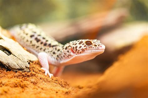 Are Leopard Geckos Good Pets An Honest Look Reptile Advisor