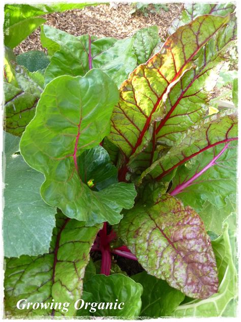 Compiled with the help of the growing community to • if you look closely at this leaf i can tell that powdery mildew control products have been applied as the. Growing Organic : Swiss Chard: Planting Guide, Harvesting ...