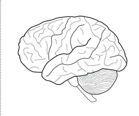 17 Human Brain Coloring Page Iremiss