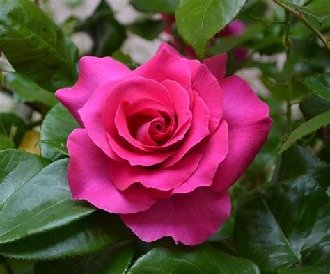 Kostenlose Foto Blume Blütenblatt Garten Rote Rose Blumen Rosen