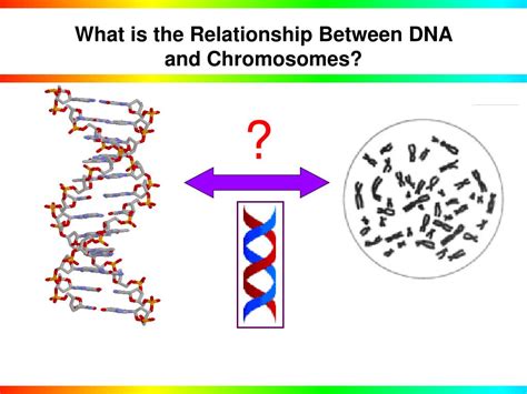 Ppt Chromosome Wrap Up Powerpoint Presentation Free Download Id
