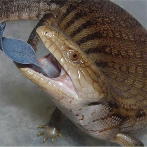 Pdf Why Blue Tongue A Potential Uv Based Deimatic Display In A Lizard