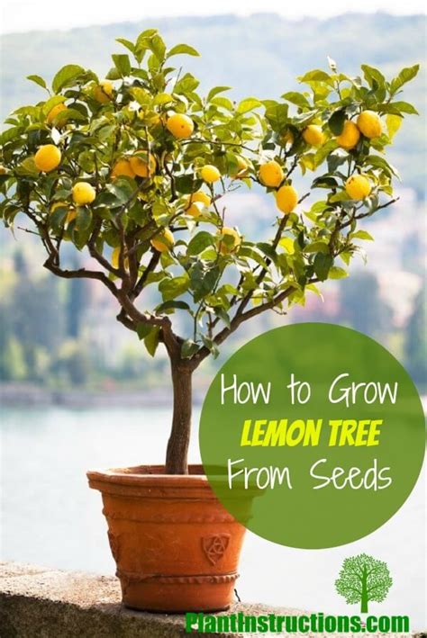 How To Grow A Lemon Tree From Seed In A Pot Plant Instructions