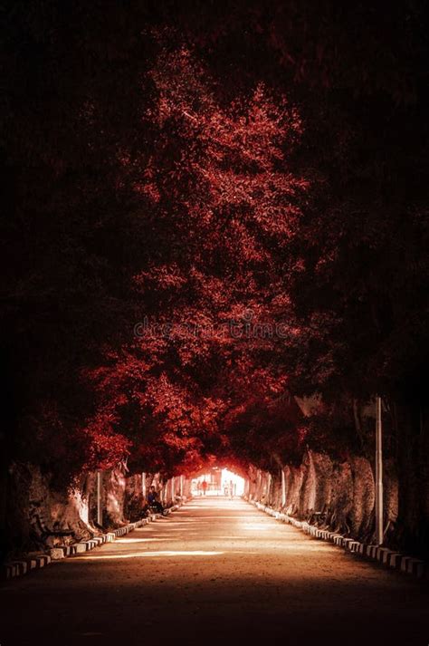Dark Red Autumn Tree Path Stock Image Image Of Landscape 36241889