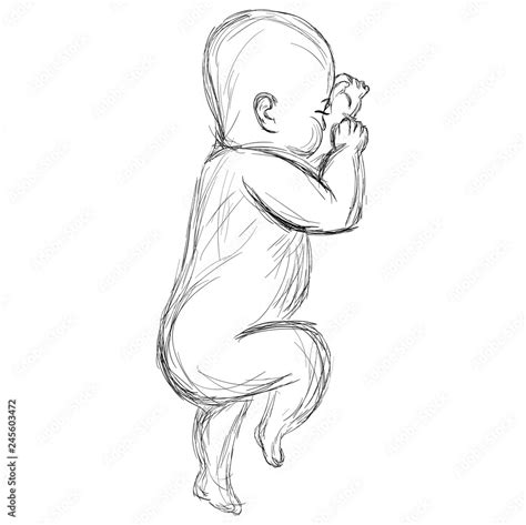 Sketch Of Cute Sleeping Baby Line Art Newborn Illustration Hand