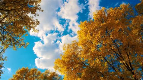 Trees Autumn Clouds 4k
