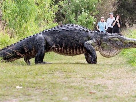 Video Of Giant Alligator Draws Crowds To Polk County Preserve Wusf