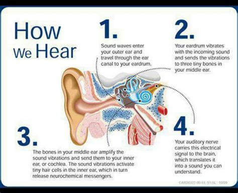 How We Hear Hearing Health Ear Anatomy Sound Waves