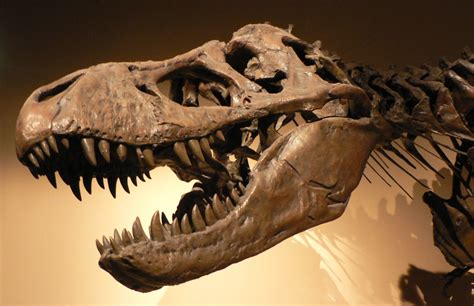 T Rex Soft Tissue Controversy Explained How Iron Preserved 68 Million