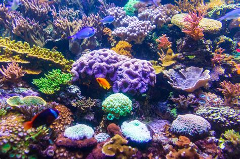 Coral Reef Free Stock Photo Public Domain Pictures