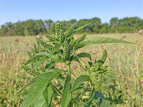 You are such a ragweed for drowning that puppy in lemonade. Ragweed: An Annual Affliction - Dyck Arboretum