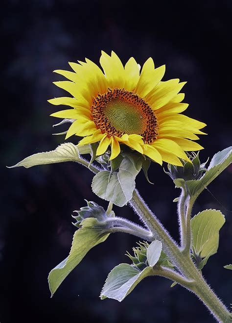 Multi Bud Sunflower By Dodgement