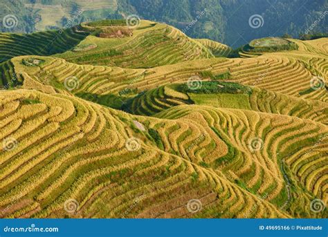 Rice Terraced Fields Wengjia Longji Longsheng Hunan China Stock Photo