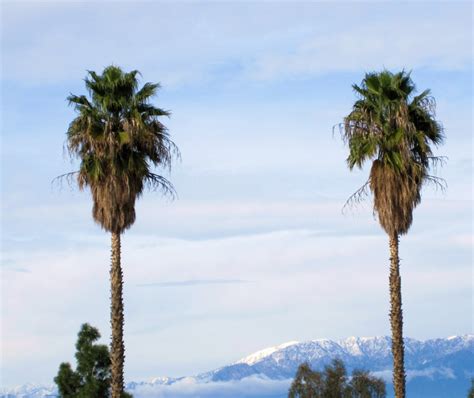 Palm Trees In The Snow Wordless Wednesdays Donovan