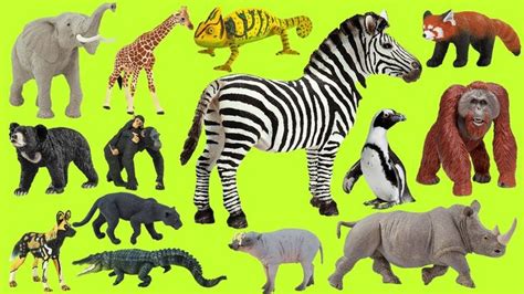 Learn Wild Animals Kids At The Zoo Amazing New Wild Animals Learn