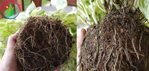 Pothos Root Rot Sings Causes And Treatment Garden For Indoor