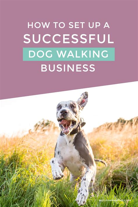 How To Start Up A Dog Walking Business Uk Business Walls