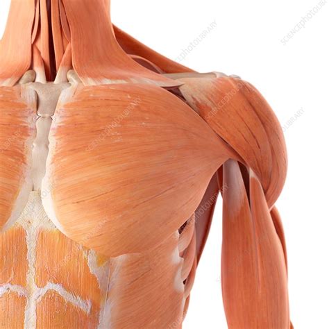 Chest Muscles Anatomy Thoracic Muscles Attachments Actions Teachmeanatomy