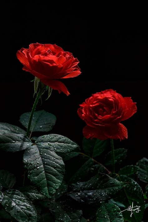 βℓαᏣƙ Ɓαcкgяσυη∂ Red Roses Wallpaper