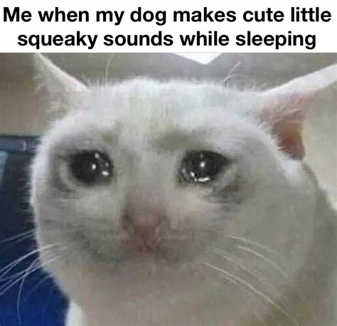 Crying Cat Wholesome Meme Best Cat Wallpaper