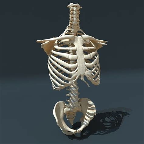 Torso Skeleton 3d 3ds Skeleton Anatomy Human Skeleton Anatomy Human