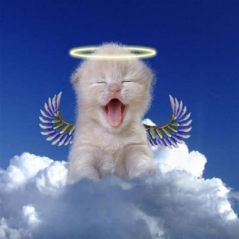 111 Best Images About Cat Angels On Pinterest