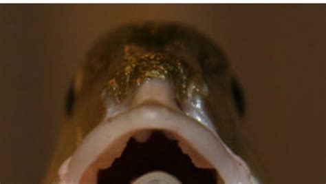 Tongue Parasites To People Of Earth Thank You For Your Overfishing