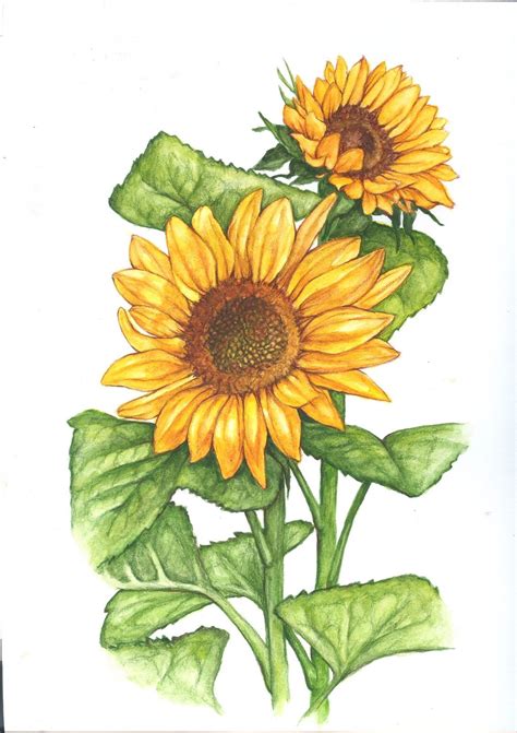 Jessies Art December 2011 Sunflower Illustration Sunflower Drawing