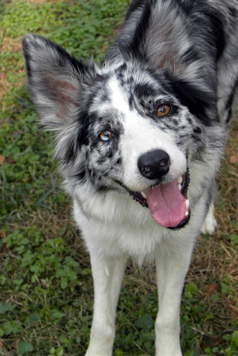 Owned By Border Collies The Beginning Border Collie Blue Merle Dogs