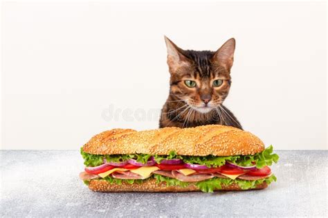 Cat Looks At The Big Sandwich With A Hungry Look Fast Food Stock Photo