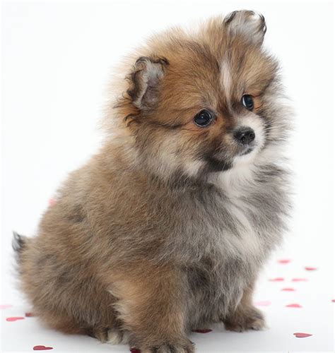 Small Dog Names 350 Ideas For Naming Your Little Puppy