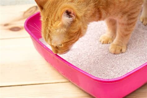 Why Is My Cat Lying In The Litter Box 10 Potential Reasons