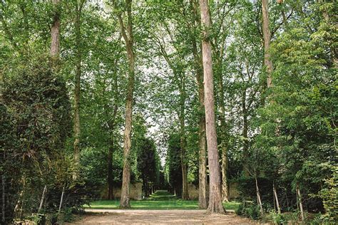 Tree Alley In Royal Gardens By Stocksy Contributor Gabriel Tichy
