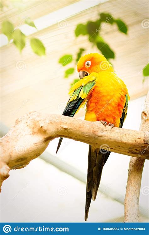 Exotic Yellow Parrot Sun Parakeet Sitting On A Tree Branch With